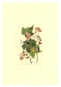 123 Black & Yellow Warblers