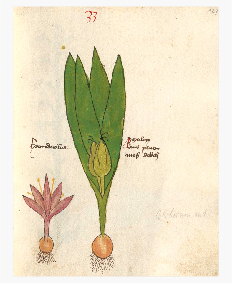 127 Auslasser Colchicum autumnale