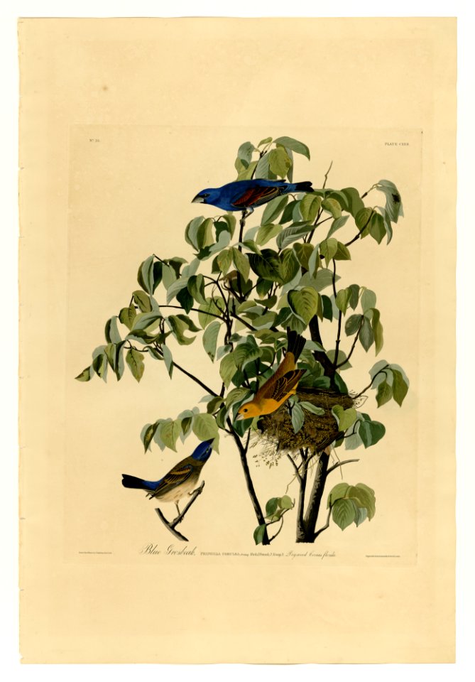122 Blue Grosbeak