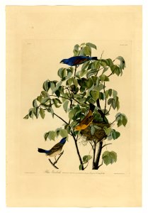 122 Blue Grosbeak