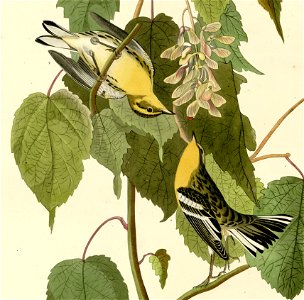134 Hemlock Warbler (cropped) - two birds
