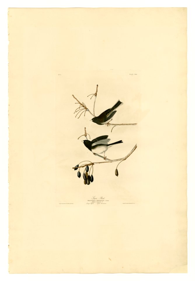 13 Snow Bird