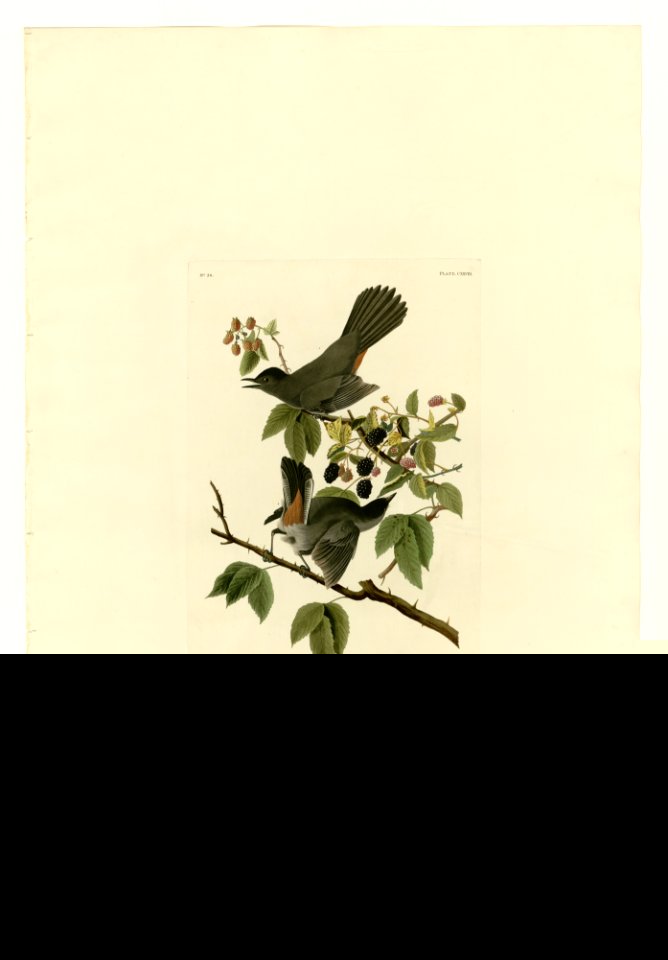 128 Cat Bird