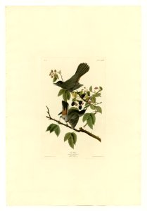 128 Cat Bird