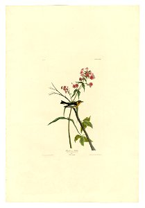 135 Blackburnian Warbler