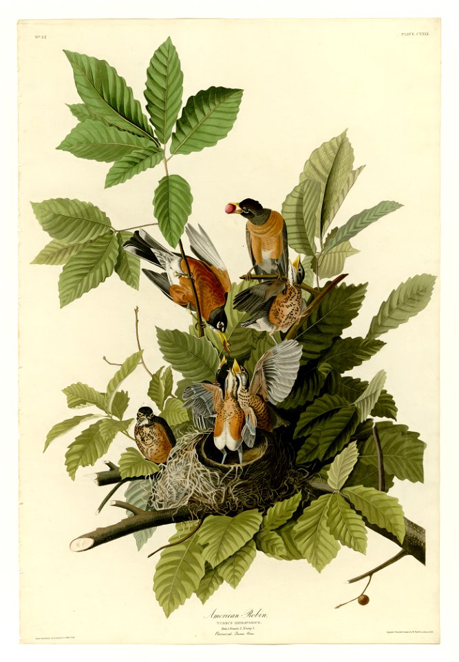 131 American Robin