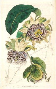 13 Passiflora laurifolia