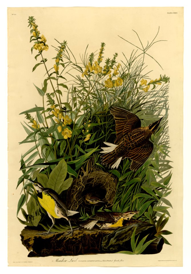 136 Meadow Lark