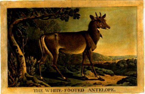13, White-Footed Antelope, Charles Catton's Animals (1788) (cropped)