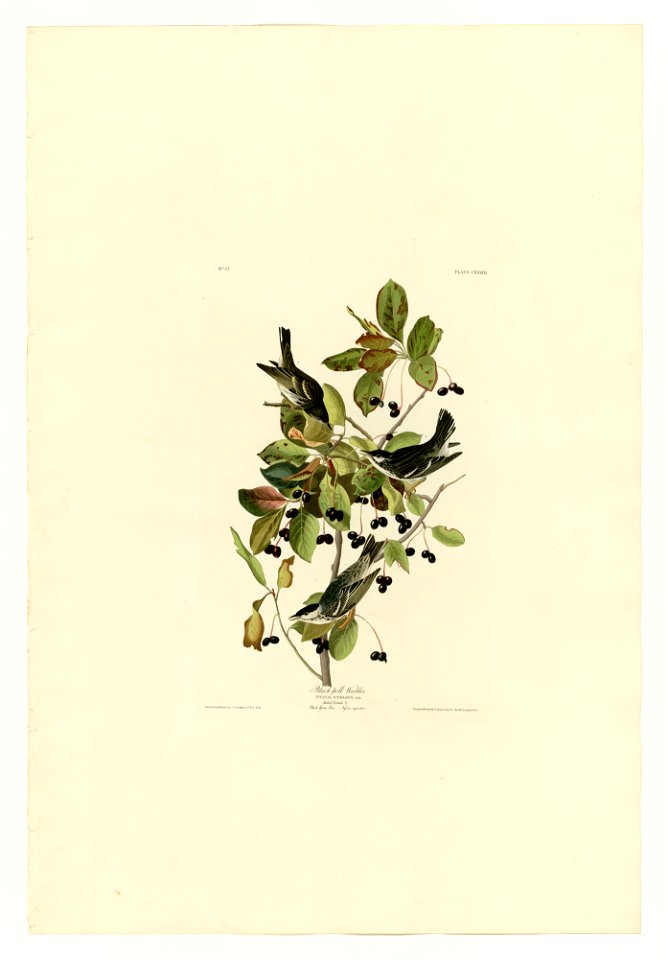 133 Black-poll Warbler