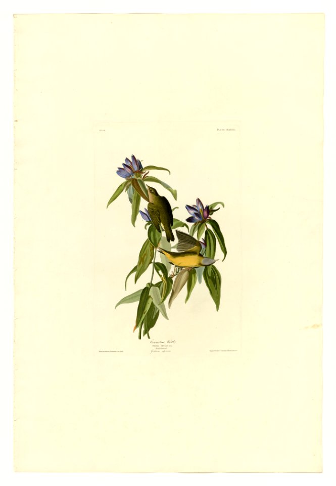 138 Connecticut Warbler