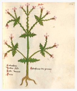 136 Auslasser Verbena officinalis