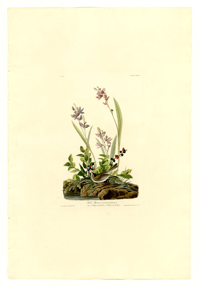 139 Field Sparrow