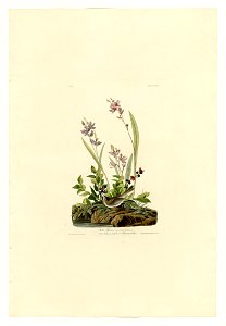 139 Field Sparrow