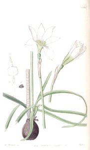 1361 Zephyranthes mesochloa. Free illustration for personal and commercial use.