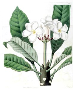 1378 Plumeria rubra. Free illustration for personal and commercial use.