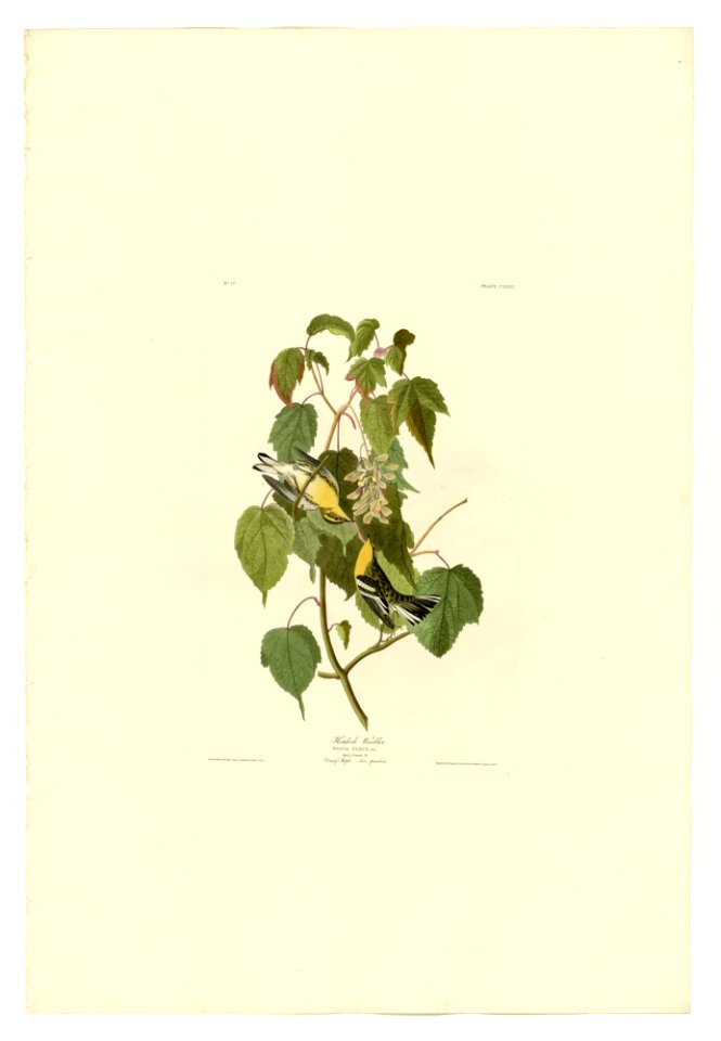 134 Hemlock Warbler