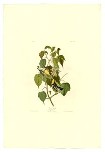 134 Hemlock Warbler