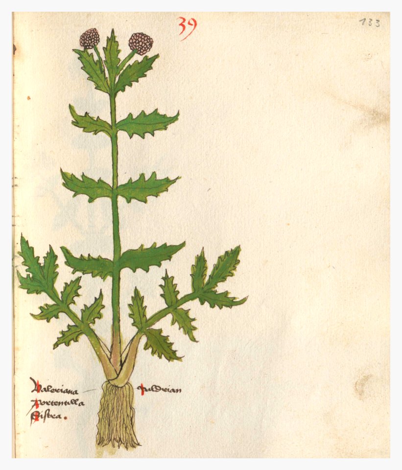 133 Auslasser Valeriana officinalis