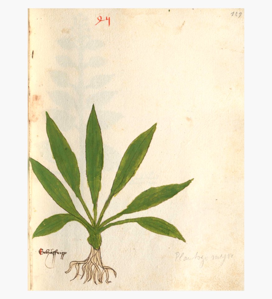 139 Auslasser Plantago lanceolata