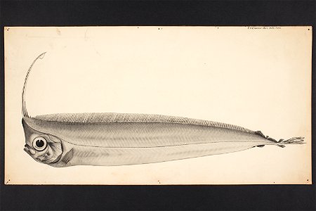Lophotus guntheri Johnston. (48752045988)