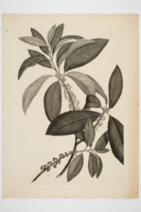 Melicytus ramiflorus (48753448726)