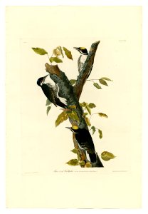 132 Three-toed Woodpecker