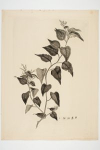 Muehlenbeckia australis (48752796517)