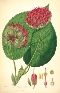 14 Astrapaea wallichii - John Lindley - Collectanea botanica (1821). Free illustration for personal and commercial use.