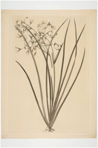 Libertia grandiflora (48753143402)