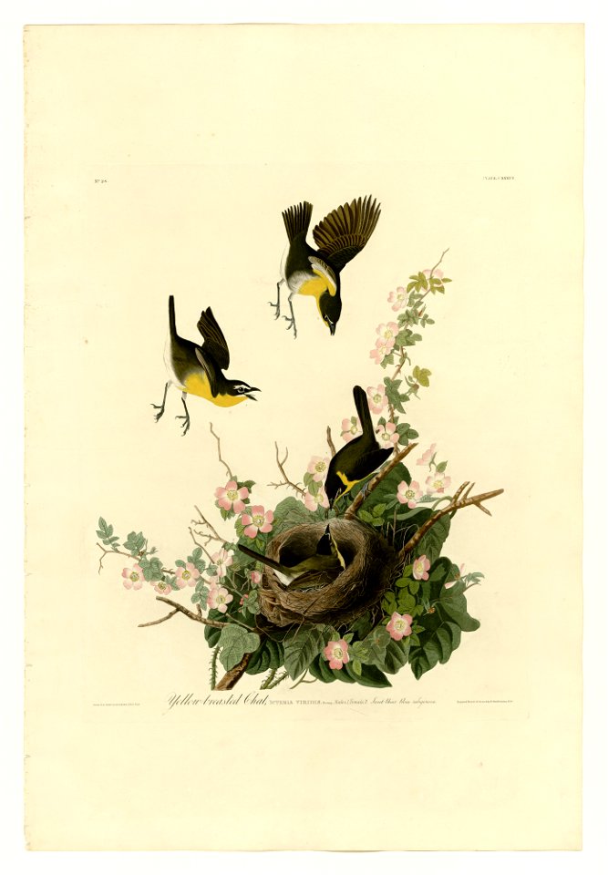 137 Yellow-breasted Chat