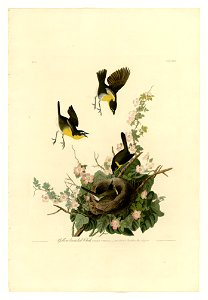 137 Yellow-breasted Chat