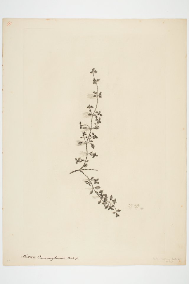 Nertera granadensis (48753191428)