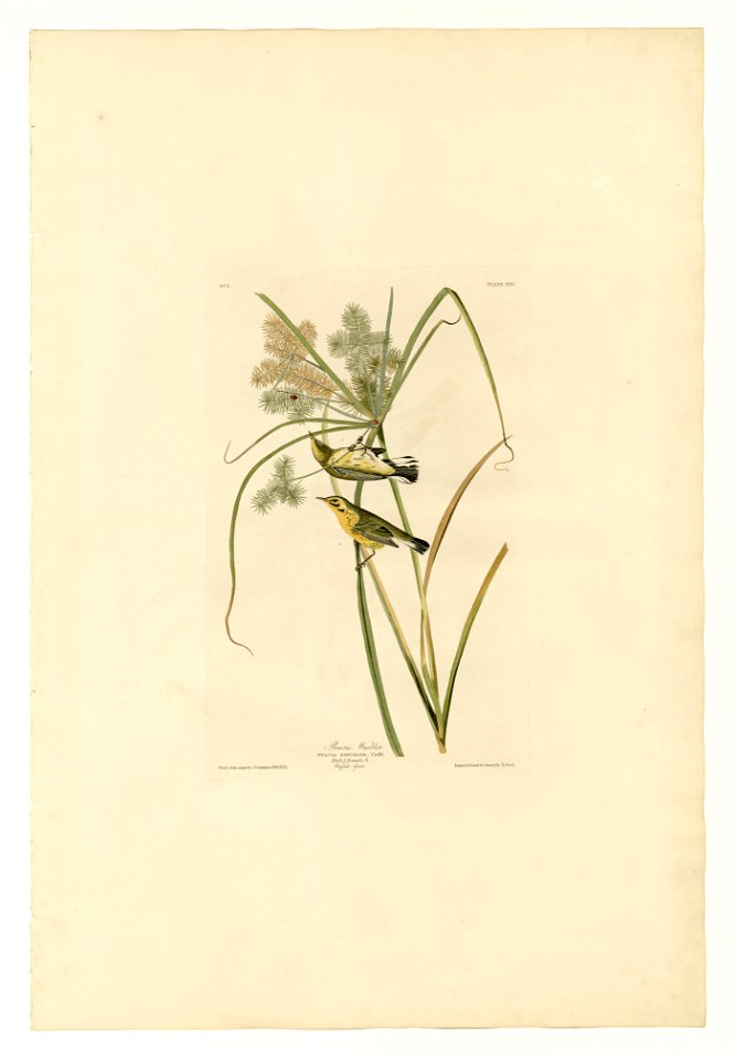 14 Prairie Warbler