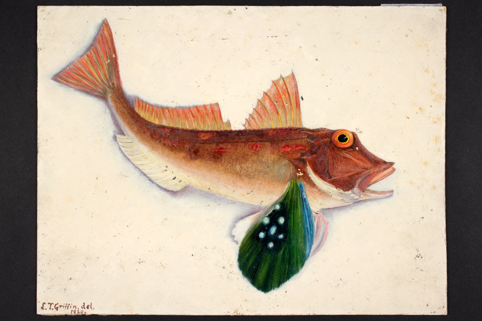 Lepidotrigla bracioptera Hutton. (48753467641)