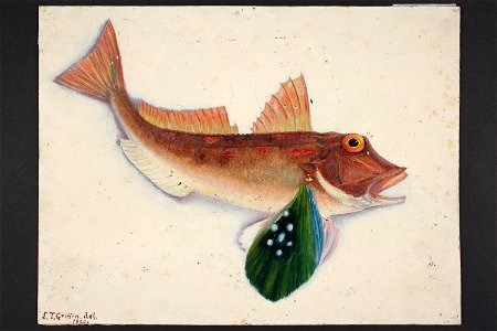 Lepidotrigla bracioptera Hutton. (48753467641)