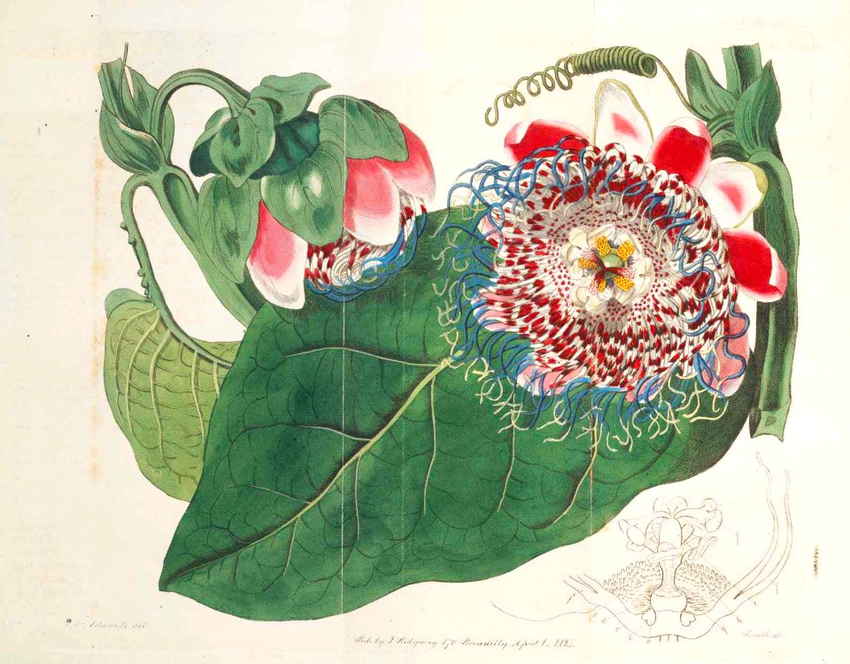 14 Passiflora quadrangularis
