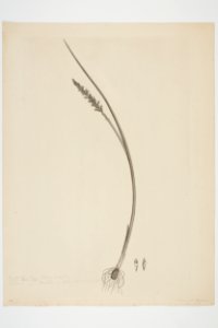 Microtis unifolia (48752728282)