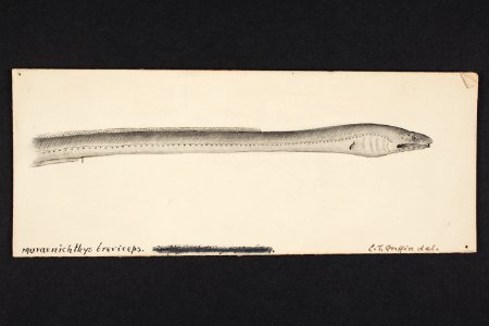 Muraenichthys breviceps. (48753367536)