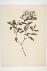 Metrosideros umbellata (48753044067)