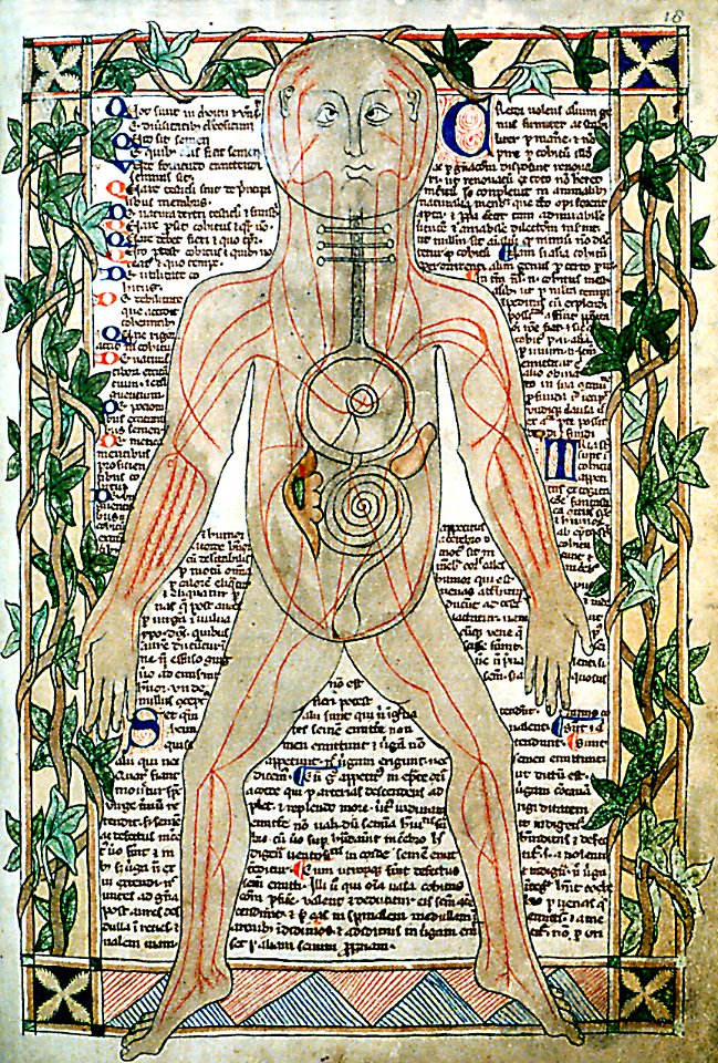13th century anatomical illustration - sharp