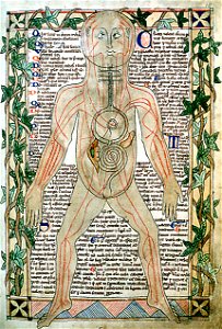 13th century anatomical illustration - sharp