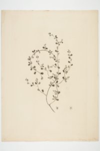 Muehlenbeckia complexa (48752725267)