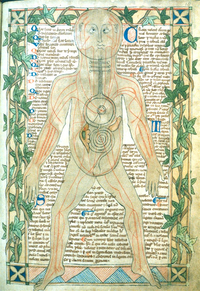 13th century anatomical illustration