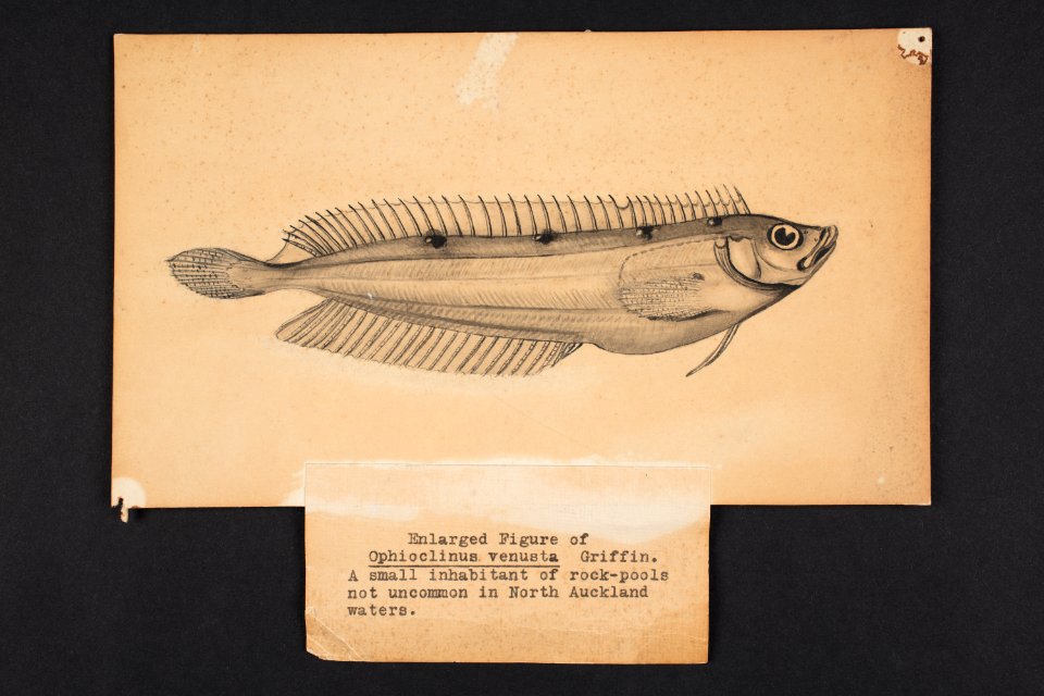 Ophioclinus venusta Griffin. (48753163682)