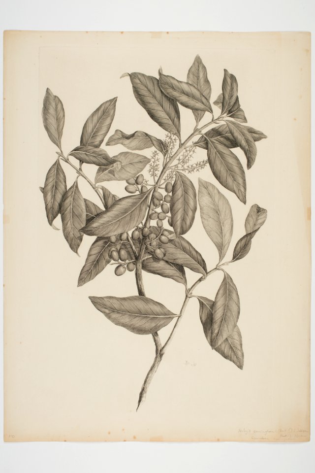 Nestegis apelata (48752734996)