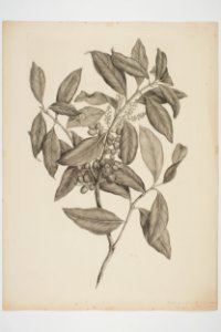 Nestegis apelata (48752734996)