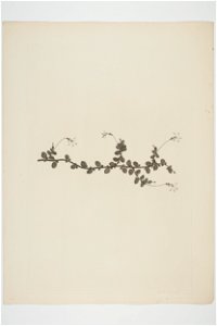 Lobelia angulata (48753490951)