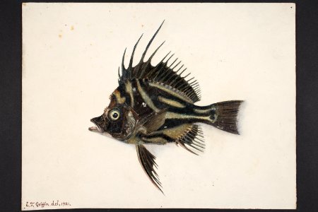 Paristropterus rugosus. (48753081516)