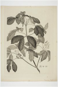 Melicope ternata (48753075453)